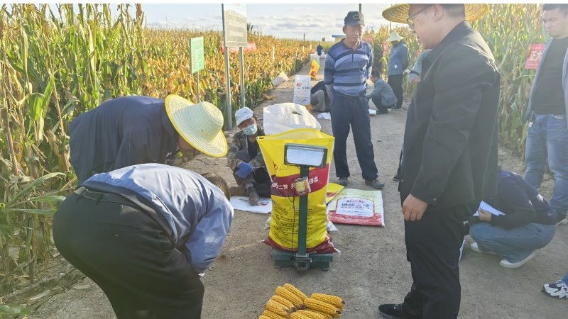 國家重點研發計劃課題“作物控水抑鹽產能提升綜合技術模式”在民勤舉行測產活動